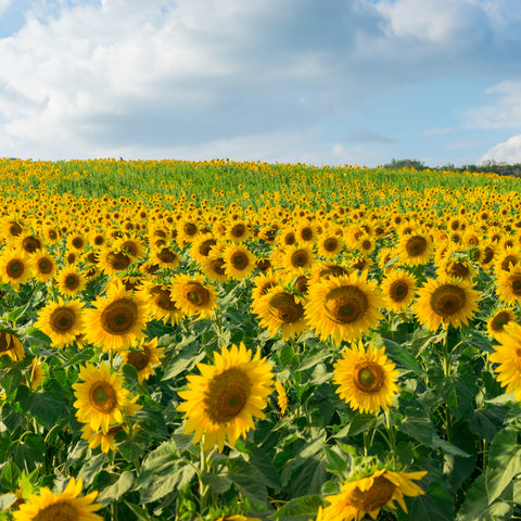 monoculture seed oil farming