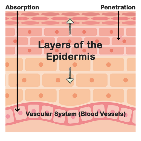 Absorption vs Penetration Natural Skin Care